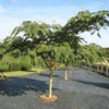Cây Xanh Nguyễn Hữu Lại