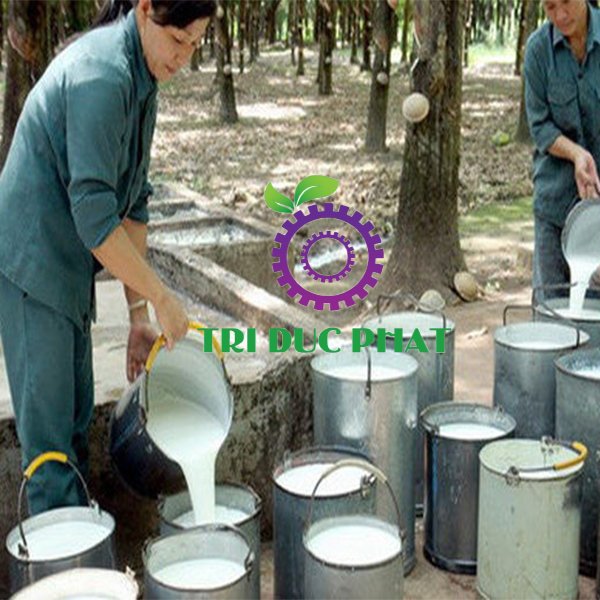 z2794983447589_1c1f002ffbb1c6e259157274131733de Mủ cao su